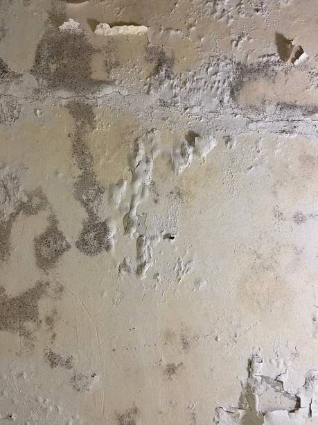 Best Fast Mold Removal  in Gamewell, NC